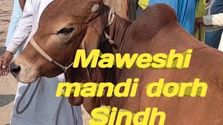 Maweshi mandi dorh Sindh 🐄 🐮 24102024 [upl. by Cromwell]