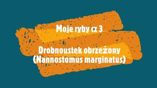 Moje ryby cz 3 Nannostomus marginatus Drobnoustek obrzezony [upl. by Johny806]