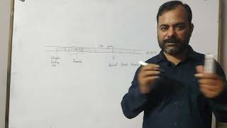 Regulation of gene expression  Operon model  lac operon and trp operon [upl. by Ikciv383]