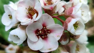 Bergenia ciliata Care Tips  Know Everything About Bergenia ciliataElephants Ear  Spring Flowers [upl. by Nayarb]