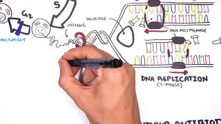 Anticancer Drugs Part04 Alkylating Agents Mechanism of Action of Alkylating Agents  Anticancer [upl. by Iow]