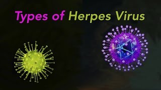 Types of Herpes [upl. by Hartmann]