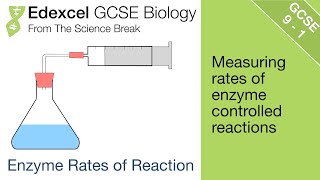 5 Edexcel GCSE Biology  Rate Calculations for Enzyme Activity [upl. by Gaylord]