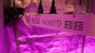 Niello 600W Full Spectrum LED Grow Light [upl. by Annaynek]