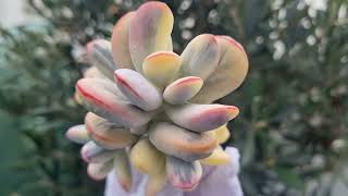 Cotyledon Orbiculata Oophylla variegated [upl. by Matilda]