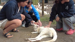 Caversham Wild Life Park Western Australia [upl. by Aneloaup]