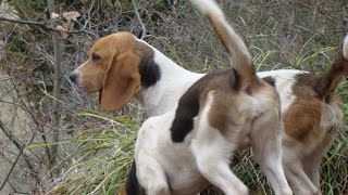 Chasse du lièvre au chien courant [upl. by Annoiek578]