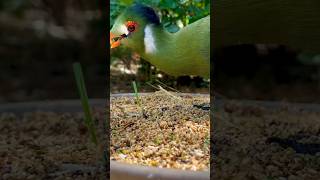 Dinosaur Bird and small Finches white cheeked turaco birds bird nature animals [upl. by Piane]