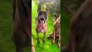 Bak iyi bakın soru gelecek 😁 belçikakurdu malinois eyüpdoğan eydog malinoiskrallığı doglife [upl. by Fannie]