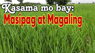 Kailangan sa Katulong Para Uunlad ang Pagsasaka  The Ultimate Guide for Thriving Crop Production [upl. by Nibbor]