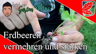 Erdbeeren pflegen im August vermehren zurückschneiden und düngen [upl. by Ynna14]