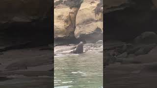 California sea lions charge toward startled beachgoers emptying busy cove shorts [upl. by Jovi72]