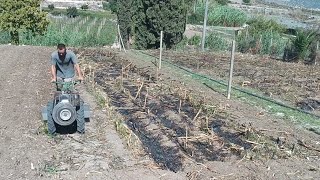 La tara in Sicilia  Am curatat partea de gradina unde a fost porumbul [upl. by Christiano]