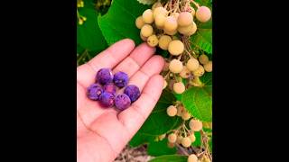 Falsa berrygreennature greencare viralvideo utubeshorts [upl. by Quinton]