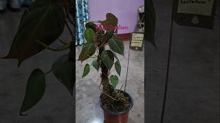 Philodendron plant ☘️indoorplant ytshorts [upl. by Zoe]