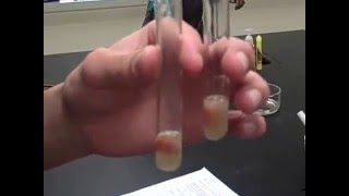 Catalase Enzyme Lab Test 4  Part I Mr Pauller [upl. by Fabiolas215]