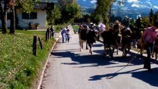 Rinderzucht Tirol Almabtrieb Fam Schroll Hopfgaten i T quotPremhofquot 2013 [upl. by Barcroft]