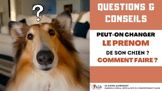 Peuton changer le prénom de son chien  Comment faire [upl. by Nida262]