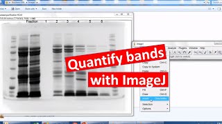 Quantifying bands on SDSPAGE using ImageJ [upl. by Ahsiret]