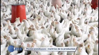 POULE PONDEUSE COMMENT REUSSIR [upl. by Cristionna]