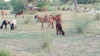 Red he goat persue brown goat for matingmating animals nature desert [upl. by Prent]