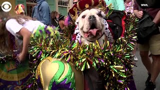 WEB EXTRA Dog Parade In New Orleans Ahead Of Mardi Gras [upl. by Lougheed736]