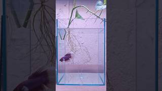 Betta fish flaring bettafishtank aquaticplants aquariumplants [upl. by Hussey]