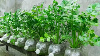 Method for growing hydroponic celery in plastic bottles Growing vegetables at home for free [upl. by Nnyled52]