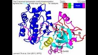 Protein kinase C cPKC [upl. by Ettezyl]