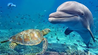 Relaxing Music for Stress Relief Dolphin singing Soothing Music for Meditation Therapy Sleep [upl. by Eneli636]