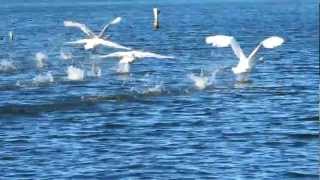 Mute Swans taking flight [upl. by Neraj]