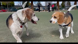 Oliver meets 30 other beagles 4K [upl. by Llerret]