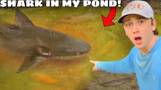 I Caught a Shark in My Pond [upl. by Claudian854]