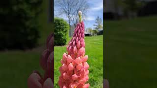 Backyard Garden  Lupine  West Country Towering Inferno [upl. by Huba]