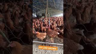 Müşterimize Hayırlı Uğurlu olsun 2000 Adet HYLİNE BROWN chicken hyline topcuaktas [upl. by Mandle]