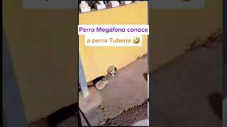 😂Perro Megáfono conoce a perro Tubería perromegafon perrotubería meme humor dog [upl. by Virgil]