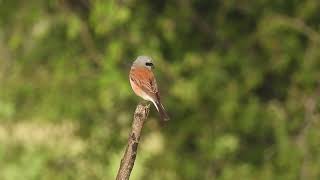 Red backed shrike at close quarters in the morning at Desert National Park Jaisalmer Rajasthan [upl. by Razec935]