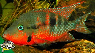 THE FISH HOUSE THE KING OF CENTRAL AMERICAN CICHLIDS [upl. by Lauro]