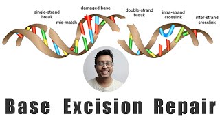 Base excision repair mechanism simplified for medical students [upl. by Og]