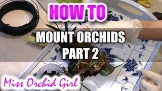 Mounting Orchids Part 2  Mounting Renanthera Monachica [upl. by Maighdlin]