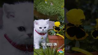 Water the plant 🪴 cute animals kidstv [upl. by Neltiac898]