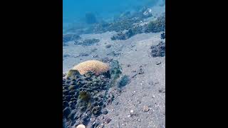 Cowfish attacked by Damselfish  Zamboanguita Philippines scubadiving scuba fish philippines [upl. by Utimer]