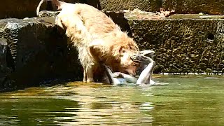 Super Funny Monkeys Swimming Chasing and Pool Diving [upl. by Leahkim114]