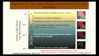 Brain and Behavior  Vision and Visual Perception I [upl. by Iot]