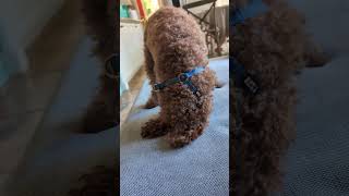 Autumn the toy poodle trying to find the perfect resting spot puppy poodle cute [upl. by Gunning860]