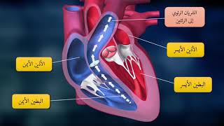 2 القلب و الدورة الدموية [upl. by Light638]