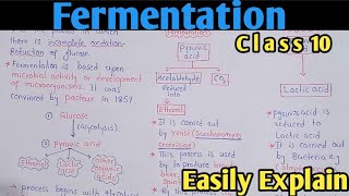 Fermentation  Alcoholic And Lactic Acid Fermentation  Class 10 Biology [upl. by Ahseiyn954]