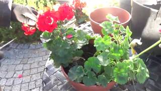 Jak przechowywać pelargonie [upl. by Connors]