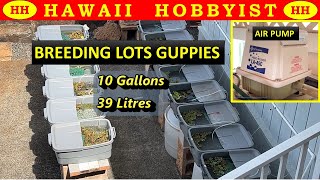 How I Breed 1000s of Beautiful Guppies Easy Backyard Set Up [upl. by Syck802]