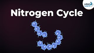 Cycles Within Ecosystems  Nitrogen Cycle  GCSE Biology 91 [upl. by Pfister756]